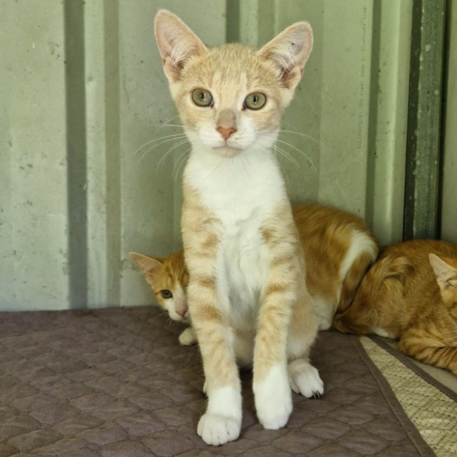 Photo of Pua