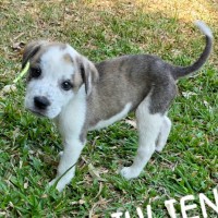 Photo of King Julien! 