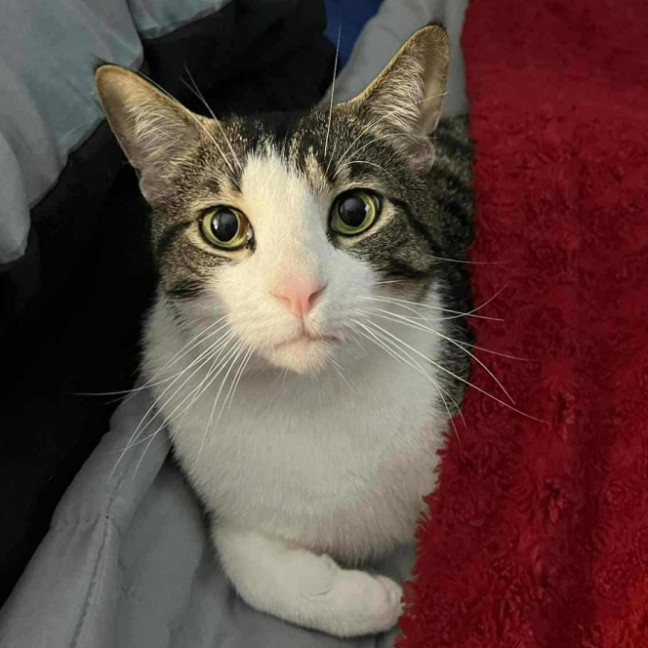 Photo of Humphrey ** 2nd Chance Cat Rescue **