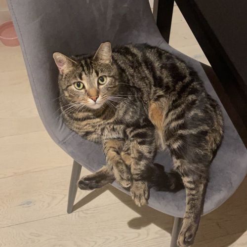 Dusty - Domestic Short Hair (DSH) Cat