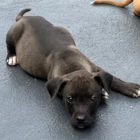 Photo of Kobe 💙🐶