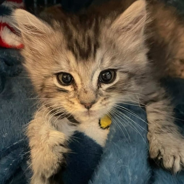 Photo of Dutchess Sparklepaws 