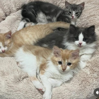 Photo of Dill Pickle