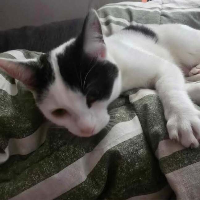 Photo of Cleo