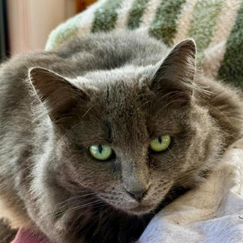 Ember - Nebelung x Domestic Medium Hair (DMH) Cat