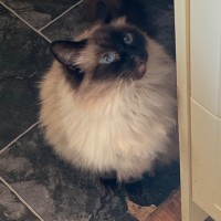 Photo of Lolly   We Can Possibly Assist With Transport