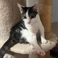 Photo of Pixie