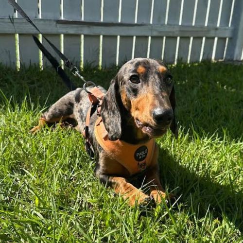 Apollo - Dachshund (Smooth Haired) Dog