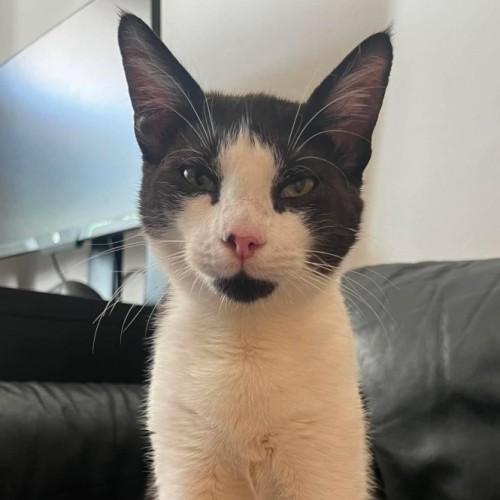 Gus - Domestic Short Hair (DSH) Cat