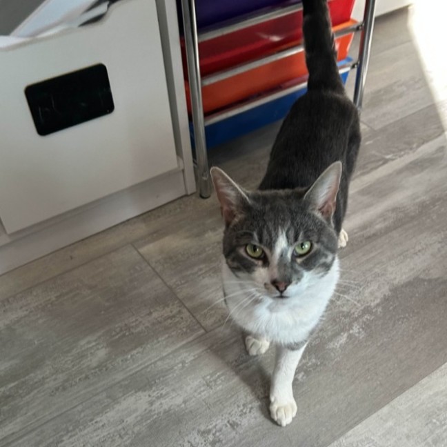 Photo of Flynn