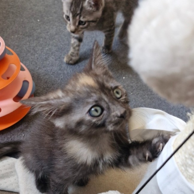 Photo of Tassie Devil 