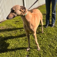 Photo of Sandy Boy