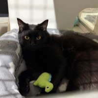 Photo of Spook