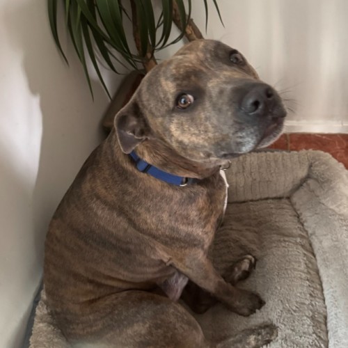 Left Hook - American Staffordshire Terrier Dog