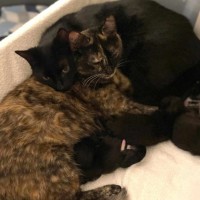 Photo of Ashlie & Lisa