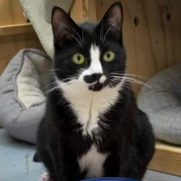 Photo of Johnny Cash**2nd Chance Cat Rescue