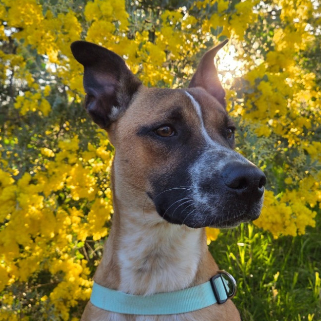 Photo of Moose