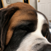 Photo of Brandi.   Assisted Rehome