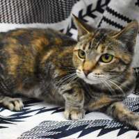 Photo of Sahara