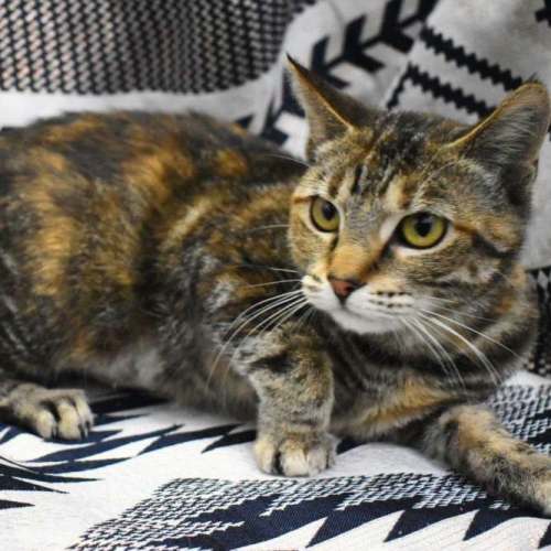 Sahara - Domestic Short Hair (DSH) Cat