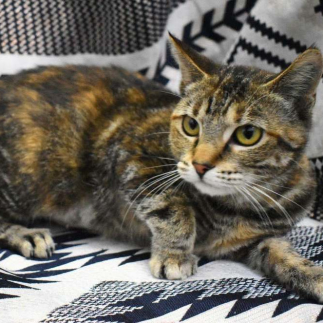 Photo of Sahara