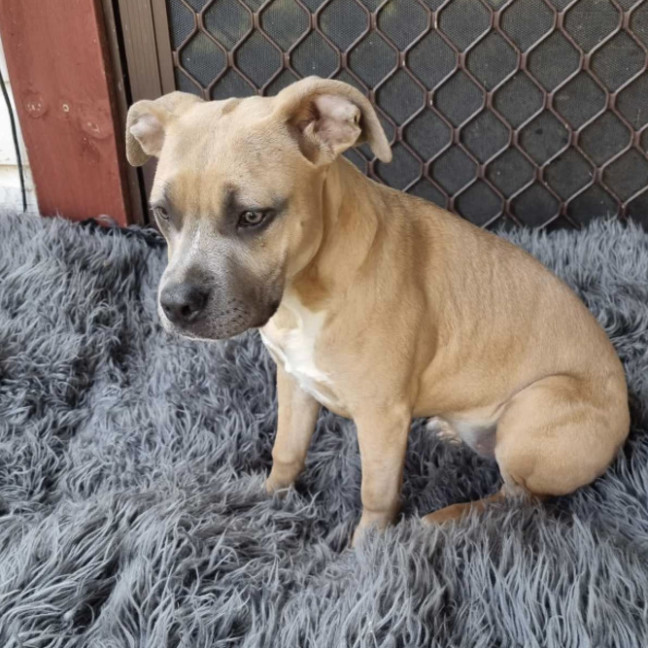 Photo of Thumper & Bambi 