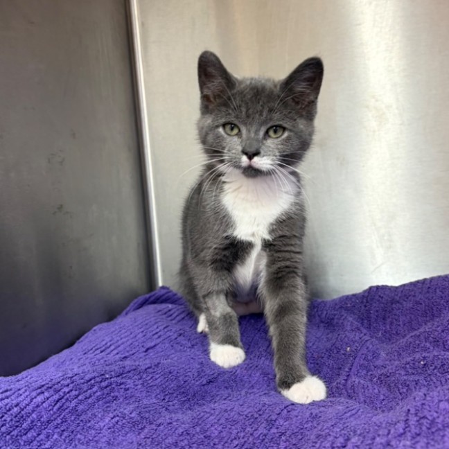 Photo of Mittens 