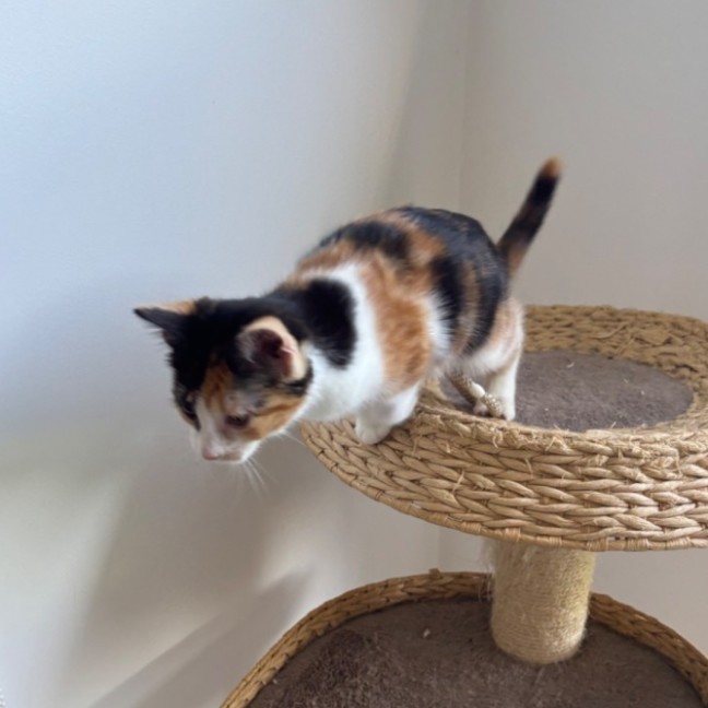 Photo of Coco Meet Me@Petstock Mornington Store Nepean Hwy