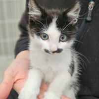 Photo of Alfred**2nd Chance Cat Rescue**