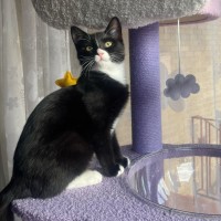 Photo of Juniper Labonno **2nd Chance Cat Rescue**