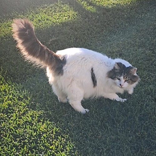 Aldo ** Needs A New Beginning ** - Ragdoll x Domestic Long Hair (DLH) Cat