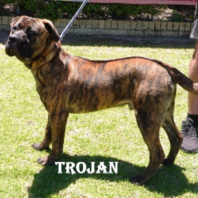 Photo of Trojan