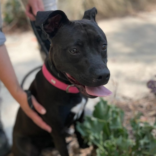 Photo of 🌿 Willow 5859 🌿