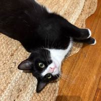 Photo of Kitty (Lola)
