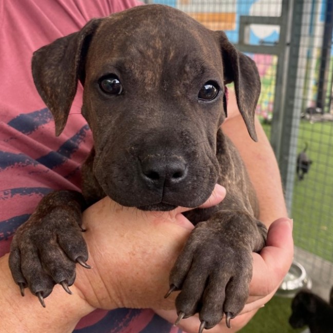 Photo of D1108 Mandy