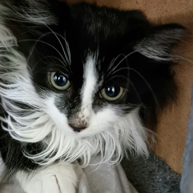 Photo of Cosmo