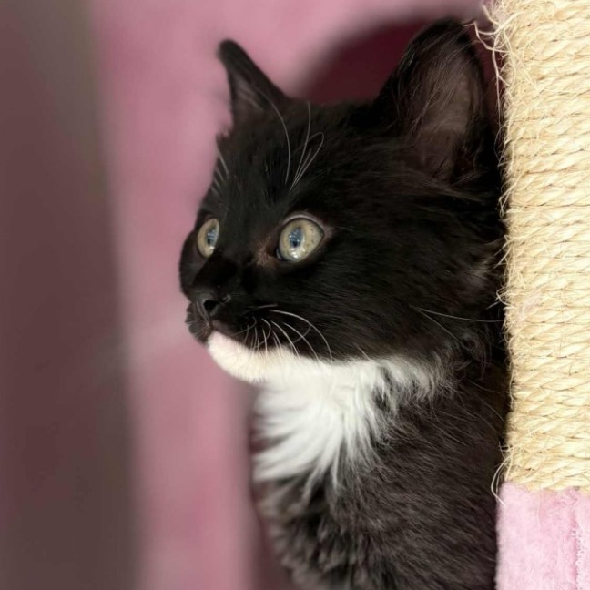 Photo of 🖤 Kash 🖤