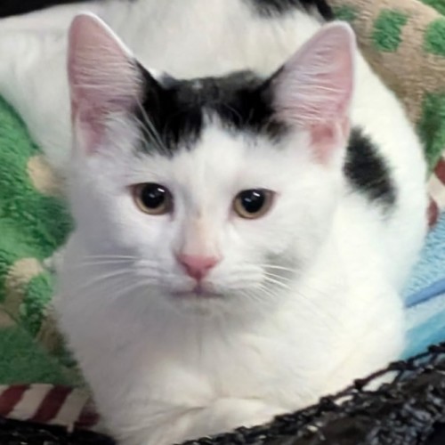 Diva - Domestic Short Hair (DSH) Cat