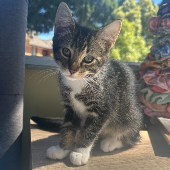 Photo of Socks