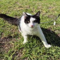 Photo of Henry *9 Lives Project Rescue*