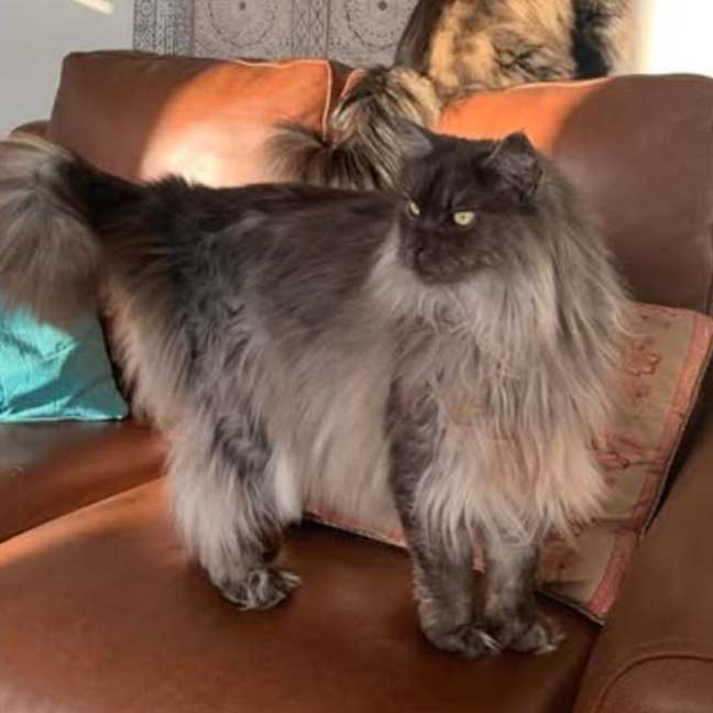 Photo of 🤍 Magritte 🤍