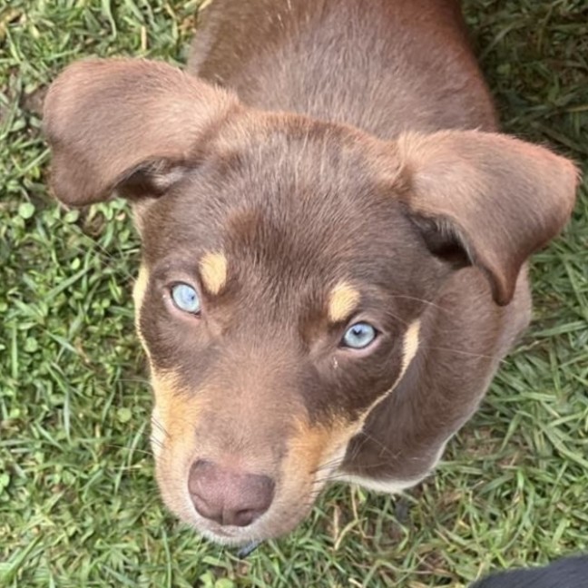 Photo of Hokey Pokey