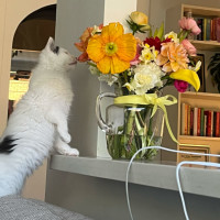 Photo of Scout