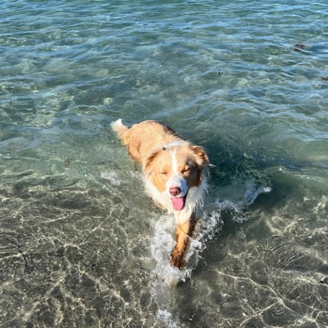 Photo of Arlo