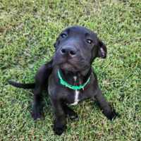 Photo of Ludo