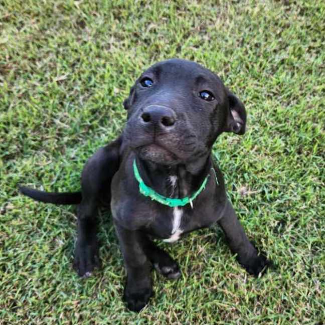 Photo of Ludo
