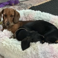 Photo of Lola And Banksy