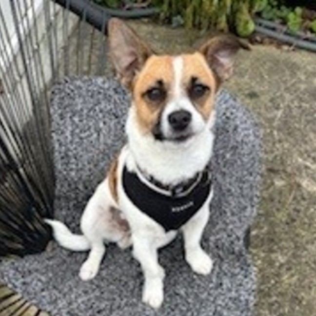 Photo of Getzi