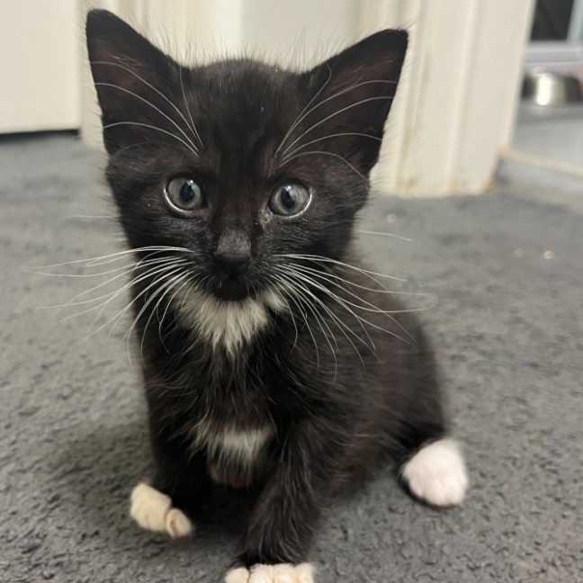 Photo of Tiny Liability