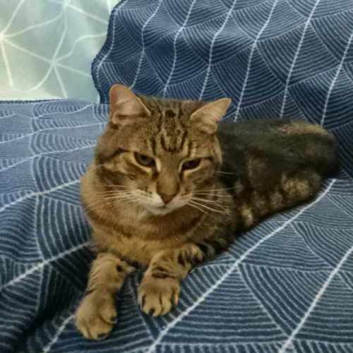 Becky - Domestic Short Hair (DSH) Cat